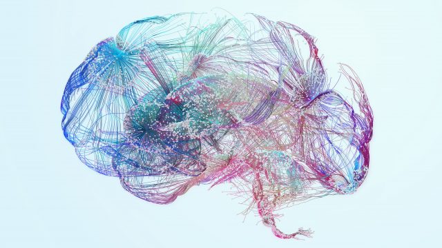 human brain